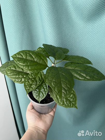 Клеродендрум томпсон