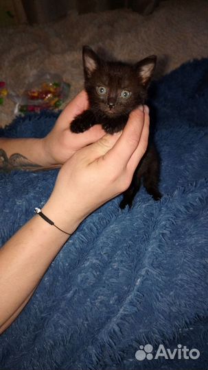 Котята