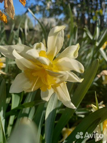 Луковицы нарциссов