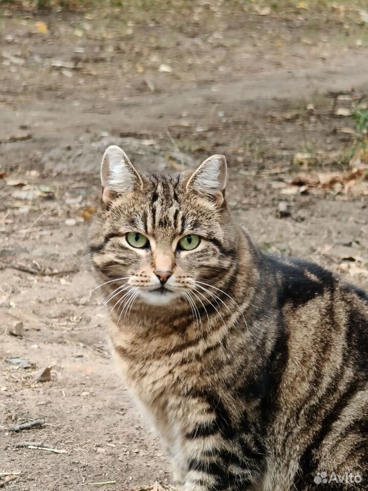 Кошка мраморная в добрые руки