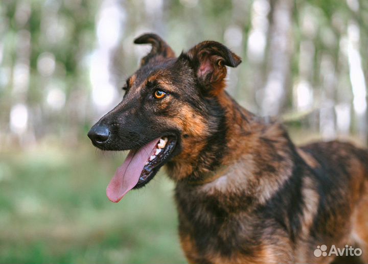 Метис бельгийской овчарки в приюте