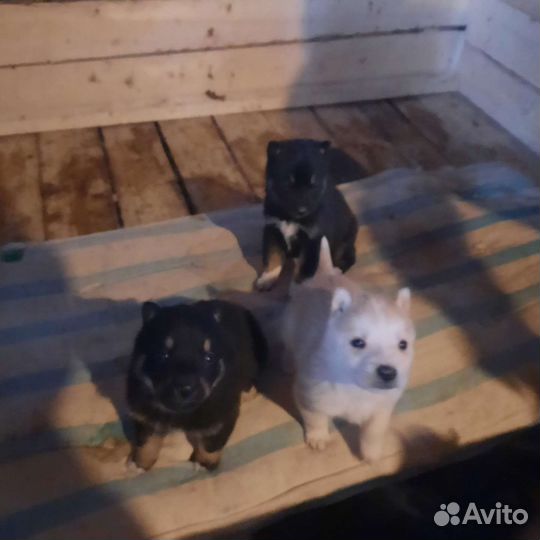 Щенки, мама-хаска