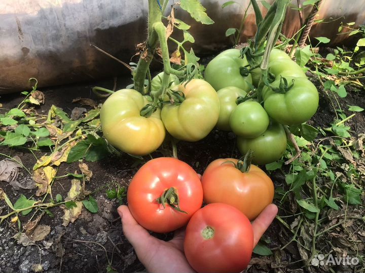 Семена розового томата Минерал