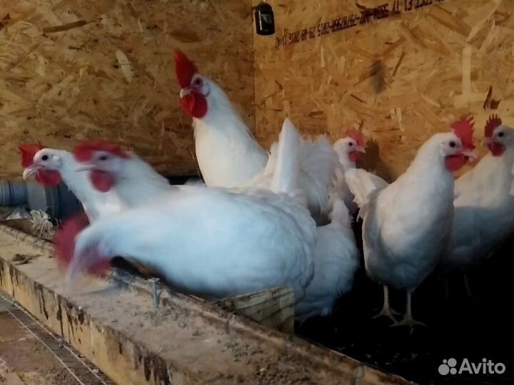 Куры несушки