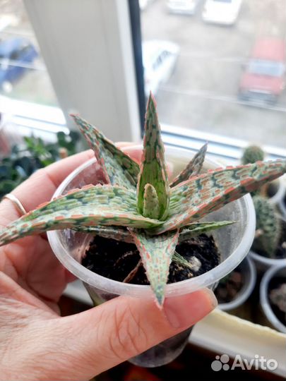 Кактусы и суккуленты