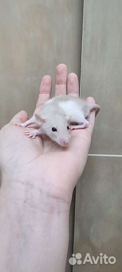 Крысята крысы крысята дамбо