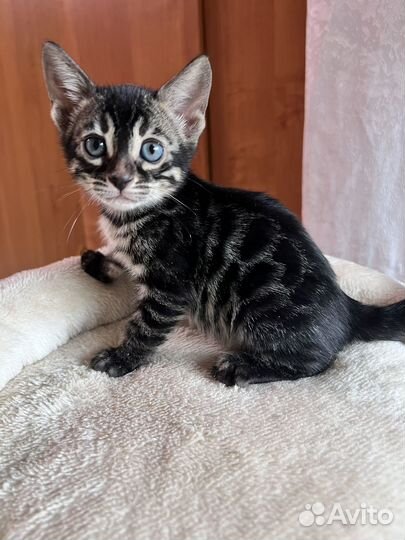 Шикарные бенгальские котята