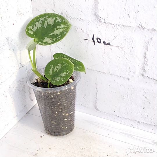 Сциндапсус расписной