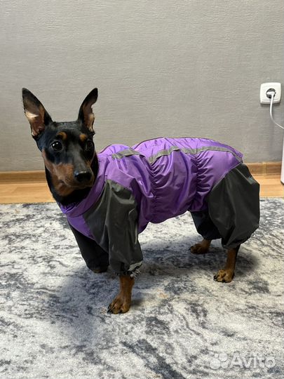 Дождевик для собак девочек маленьких пород