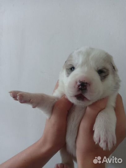 Алабая щенки продам