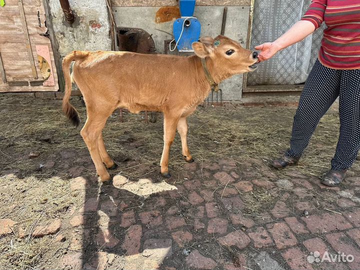 Чистокровная джейсерская телочка