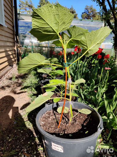 Саженцы павловния