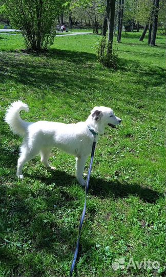 Белый пушистый пес ищет хозяина