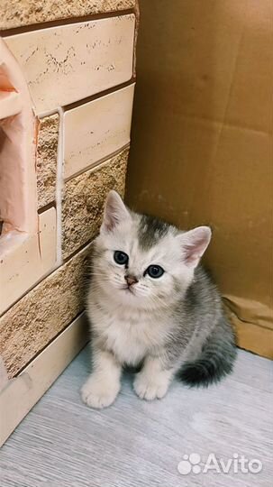 Шотландские котята