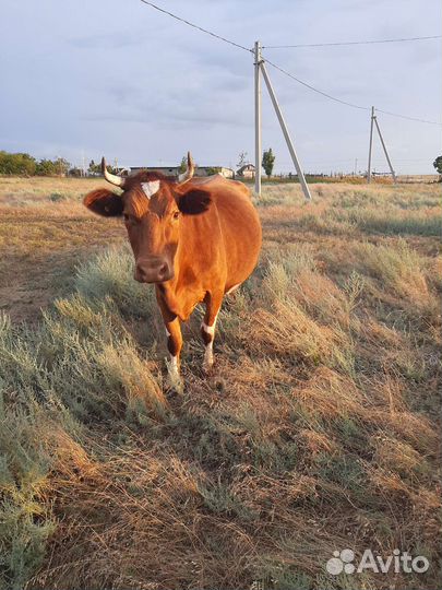 Корова стельная дойная