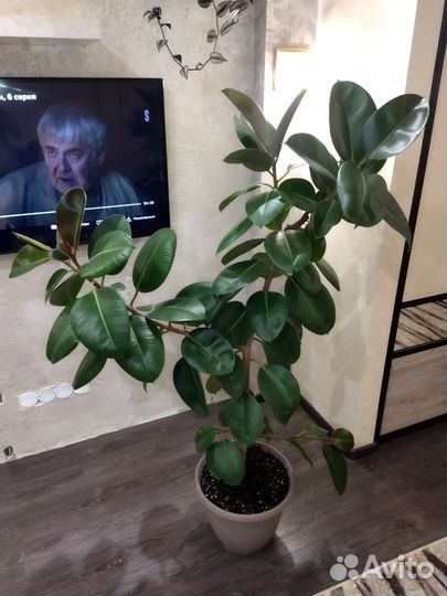 Фикус широколистный 160 см