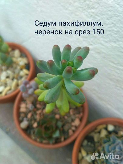 Суккуленты 2