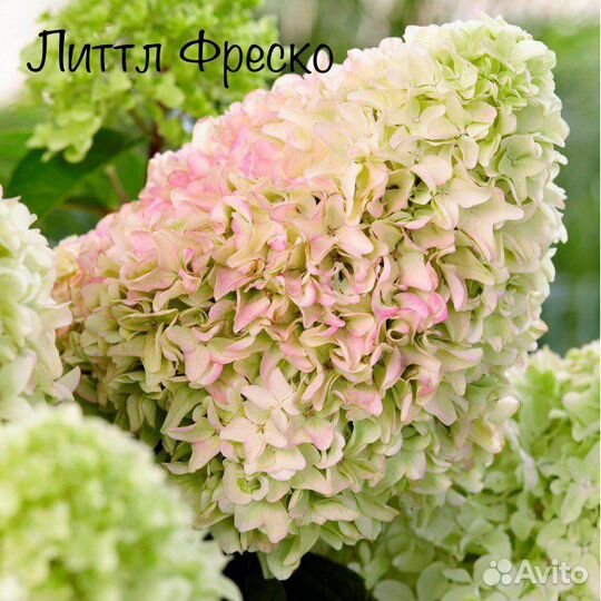 Гортензии метельчатые и древовидные