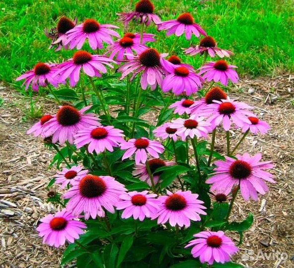 Многолетние цветы рассада