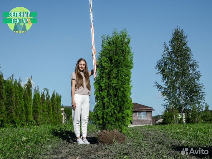 Туи колумна 2 м свежая копка 2023