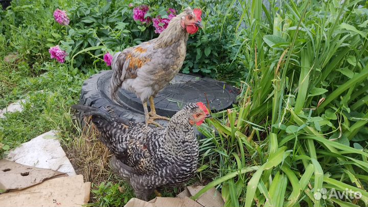 Молодые петухи