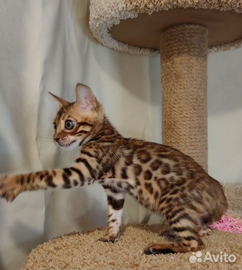 Бенгальская