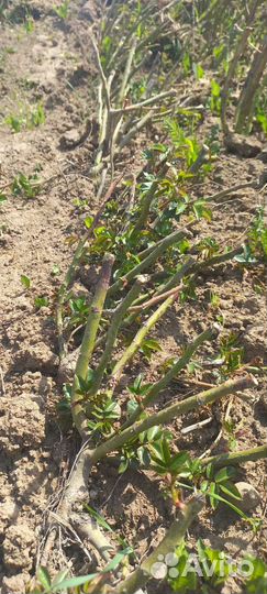 Чайно-гибридная, Плетистая розы