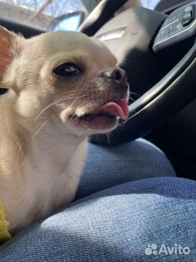 Вязка Чихуахуа