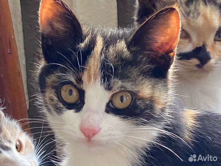 Василиса ищет дом