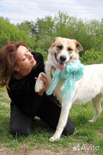 Скарлетт жестоко предали хозяева однажды