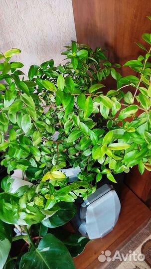 Мирт крупнолистовой вариегатный