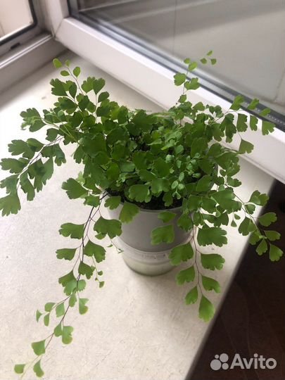 Папоротник Адиантум(Венерин волос)