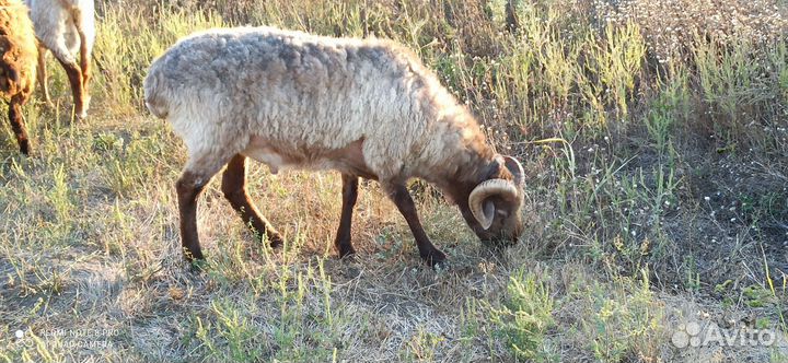 Баран на племя