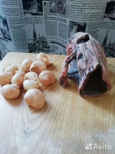 Грот и ракушки