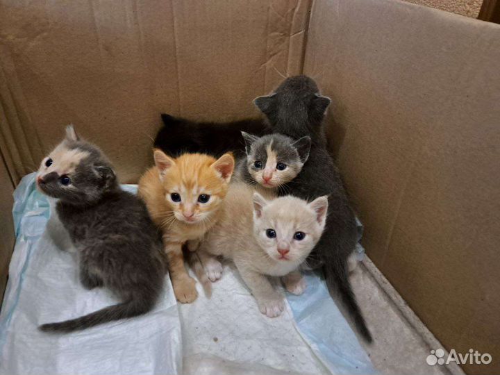 Котята ищут дом