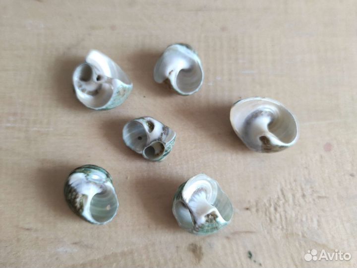 Морские ракушки