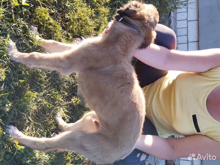 Собаки щенки