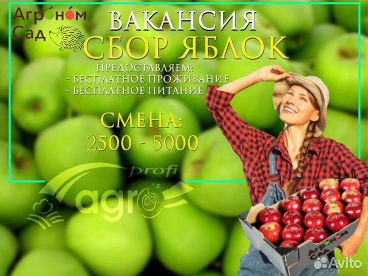 Разнорабочий на Сбор Яблок Липецкая обл. вахта