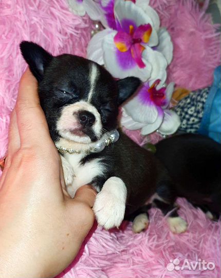 Кукольные прекрасные минюшечки в кармашек,доставка