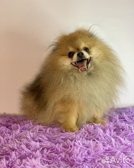 Померанский шпиц вязка