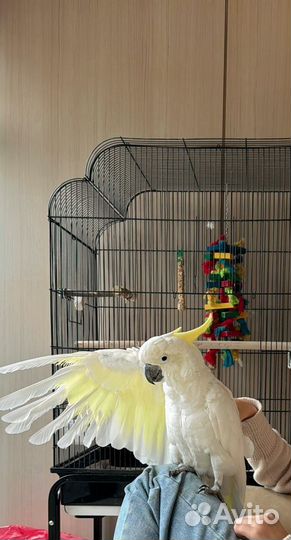 Попугай какаду