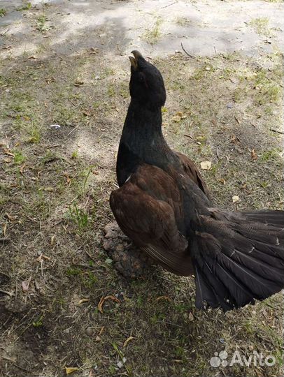 Чучело глухаря