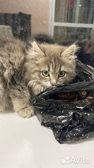 Котенок сибирский