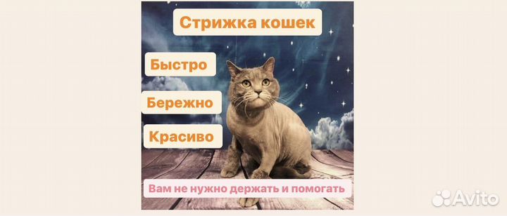 Стрижка кошек и котов, без вашей помощи