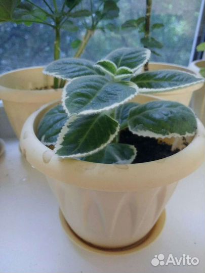 Плектрантус Вариегатный