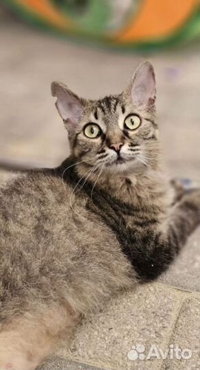 Кошки в добрые руки