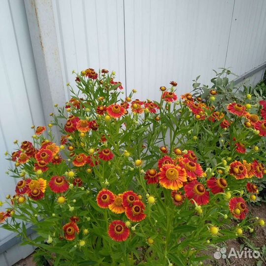 Дербенник, гилениум, японский глад., Бергамот