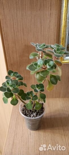 Суккуленты ч1