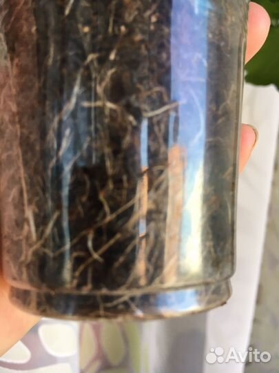 Пеларгония оч Madpearl Rose