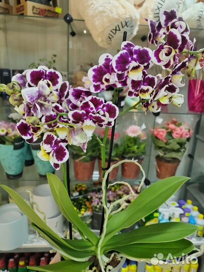 Орхидея фаленопсис